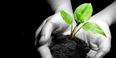 Plant a Garden in Your Homeschool